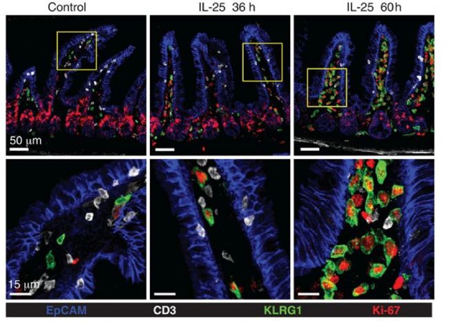 �Dʾ�������Ԅ�����